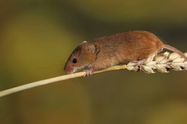 Harvest Mouse Ear Wheat — Stock Photo, Image