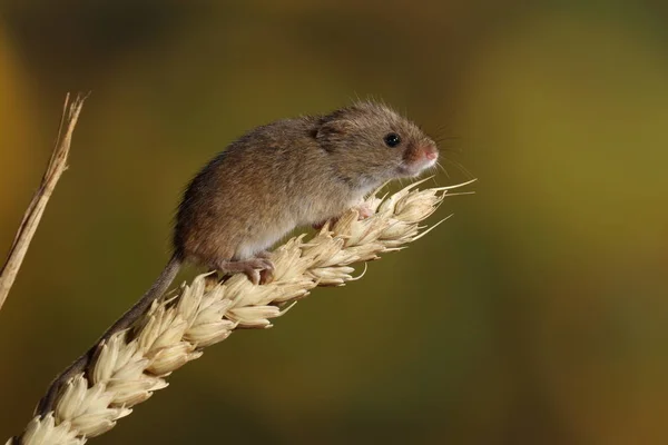 Erntemaus Auf Der Weizenähre — Stockfoto