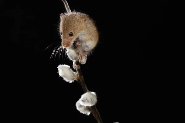 Harvest Mouse Willow Cats Branch — Stock Photo, Image