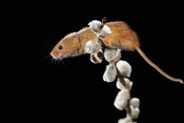 Raccolta Del Topo Sul Ramo Dei Gatti Del Salice — Foto Stock