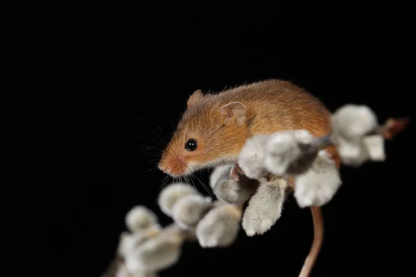 harvest mouse on the willow's cats branch