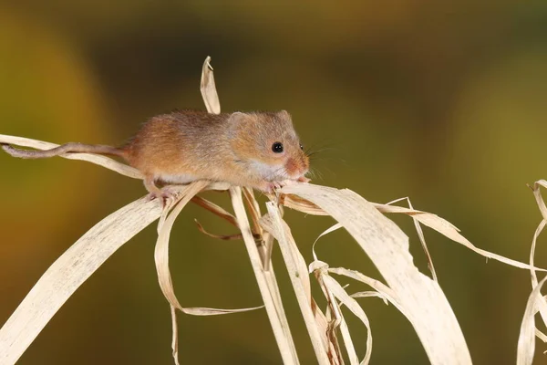 Harvest Mouse Captured Natural Habitat — Stock Photo, Image