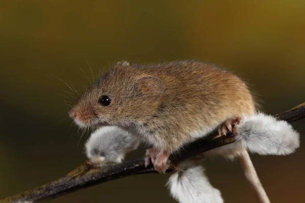 Harvest Mouse Willow Cats Branch — Stock Photo, Image