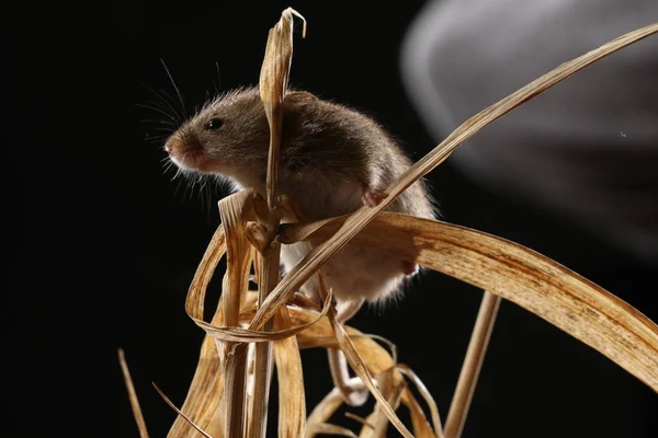 Récolte Souris Capturées Dans Habitat Naturel — Photo