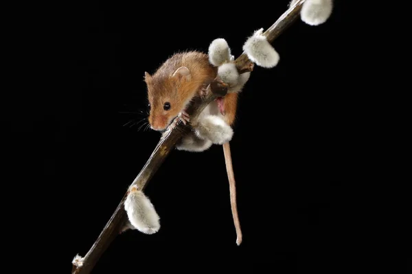 Erntemaus Auf Dem Ast Der Weidenkatzen — Stockfoto