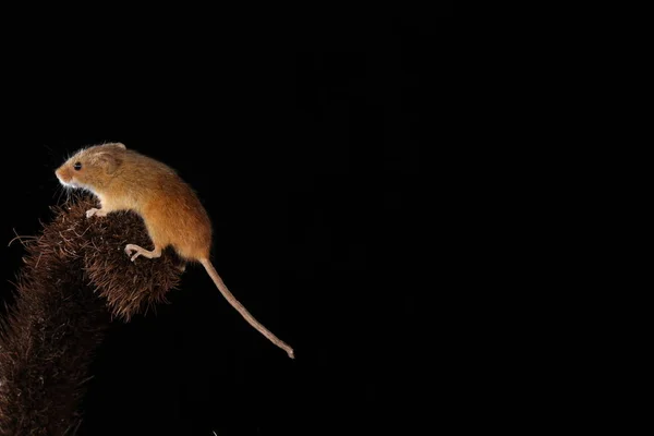 Harvest Mouse Barbed Plant — Stock Photo, Image