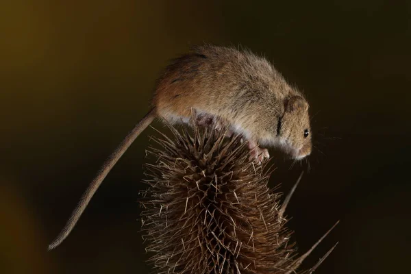 Harvest Mouse Barbed Plant — Stock Photo, Image