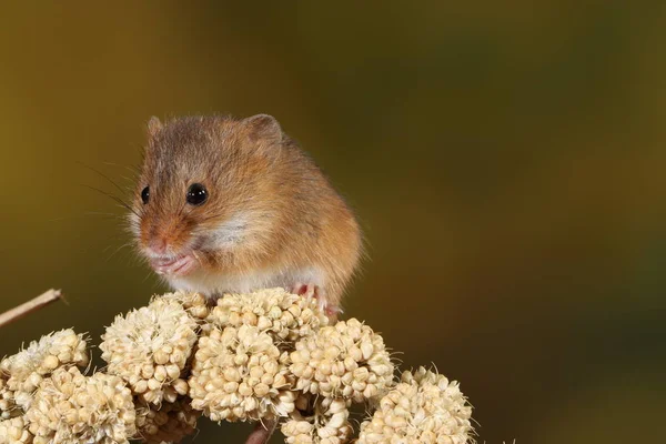 Skörden Mus Fångas Naturliga Livsmiljö — Stockfoto