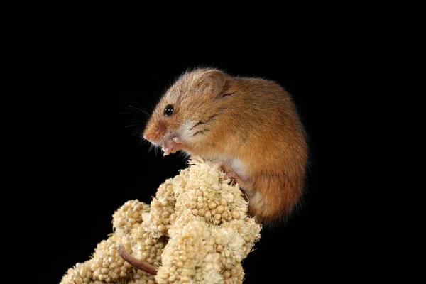 Erntemaus Natürlichem Lebensraum Gefangen — Stockfoto