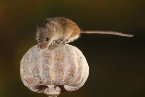 harvest mouse on the poppy head