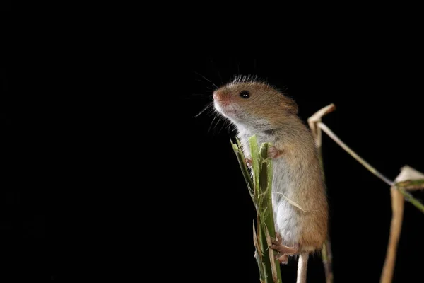 Harvest Mouse Captured Natural Habitat — Stock Photo, Image