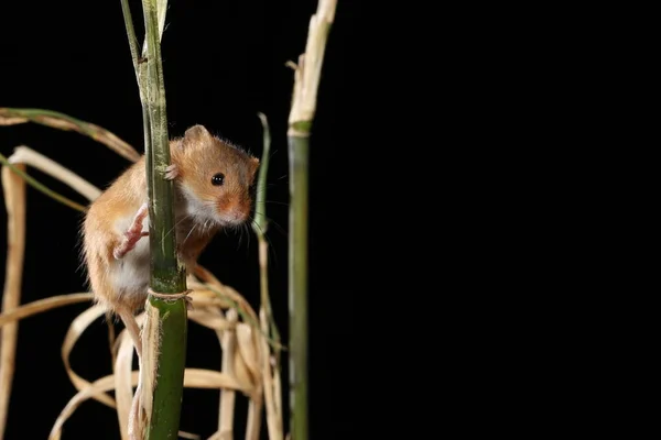 Récolte Souris Capturées Dans Habitat Naturel — Photo