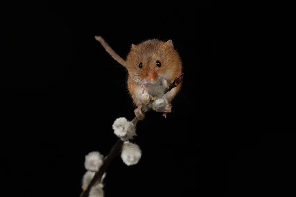 Harvest Mouse Willow Cats Branch — Stock Photo, Image