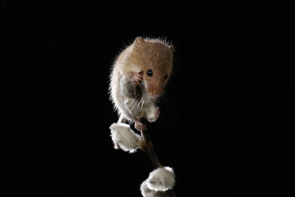 Sklizeň Myš Větvi Kočky Vrby — Stock fotografie