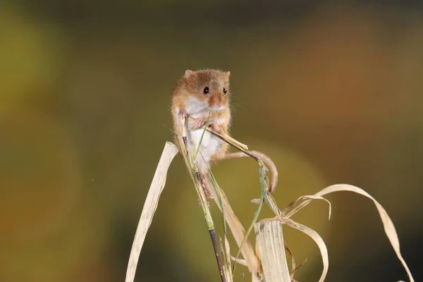 Ratón Capturado Hábitat Natural — Foto de Stock