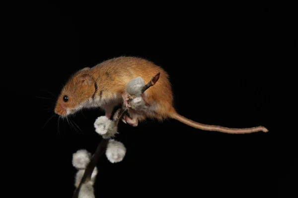 Harvest Mouse Willow Cats Branch — стоковое фото