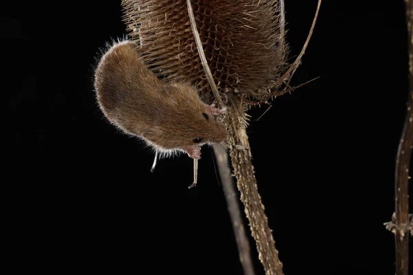 Harvest Mouse Barbed Plant — Stock Photo, Image