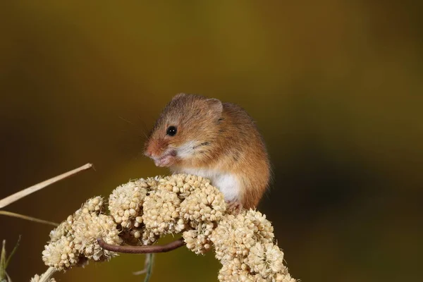 Skörden Mus Fångas Naturliga Livsmiljö — Stockfoto