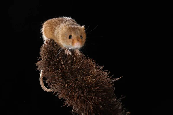 Erntemaus Auf Der Stachelbeetpflanze — Stockfoto