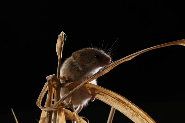 Récolte Souris Capturées Dans Habitat Naturel — Photo