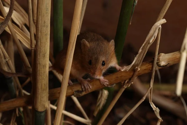 harvest mouse captured in natural habitat