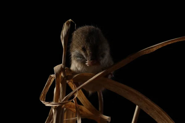 Harvest Mouse Captured Natural Habitat — Stock Photo, Image