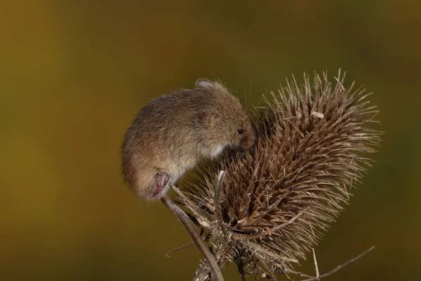 Skörda Musen Taggtråd Anläggningen — Stockfoto