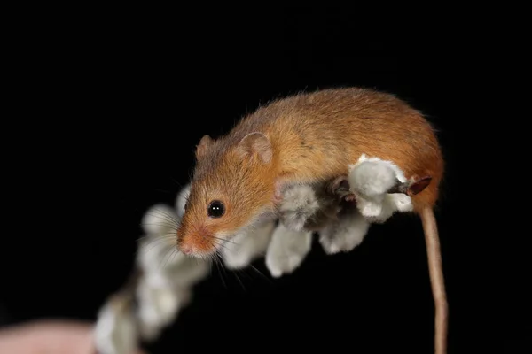 Harvest Mouse Willow Cats Branch — Stock Photo, Image