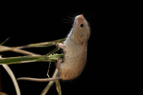 Harvest Mouse Captured Natural Habitat — Stock Photo, Image