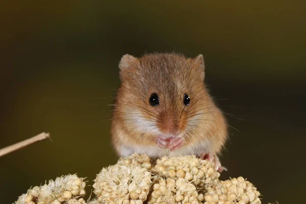 Harvest Mouse Captured Natural Habitat — Stock Photo, Image