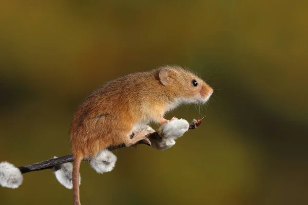 Skörda Musen Den Willow Katter Gren — Stockfoto