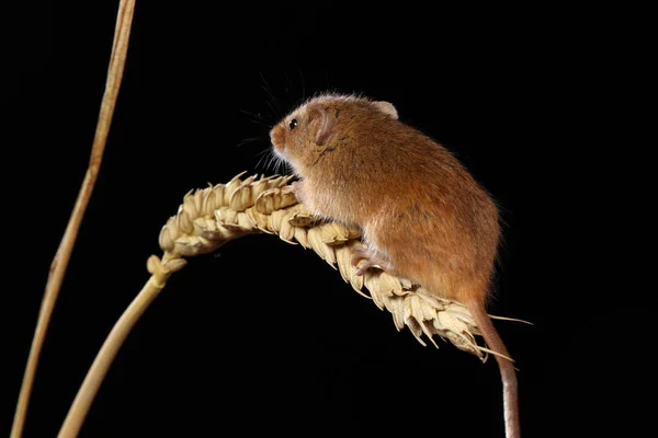 收获老鼠在麦穗 — 图库照片