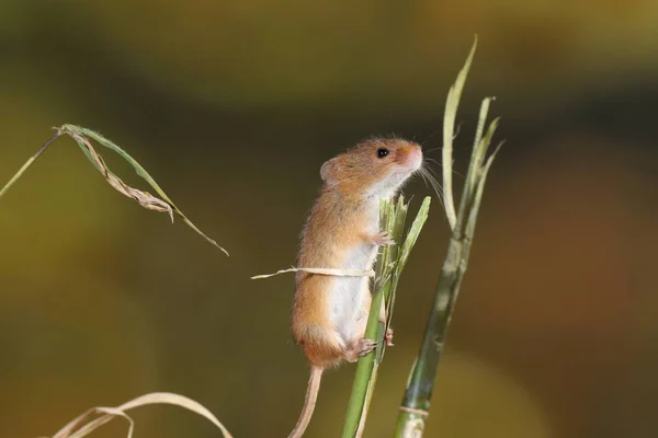 Harvest Mouse Captured Natural Habitat — Stock Photo, Image