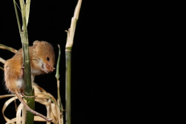 Récolte Souris Capturées Dans Habitat Naturel — Photo