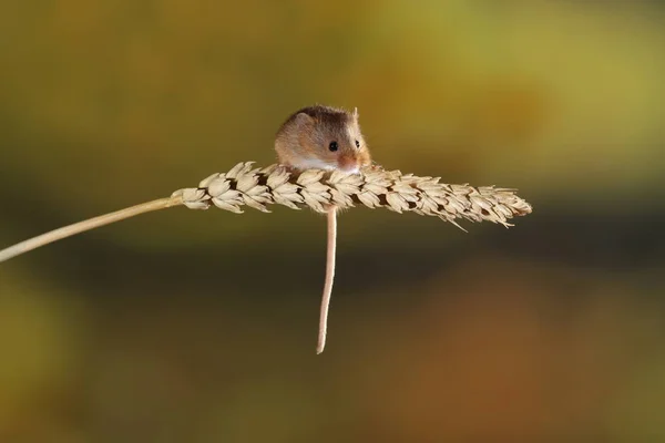 Skörda Musen Örat Vete — Stockfoto