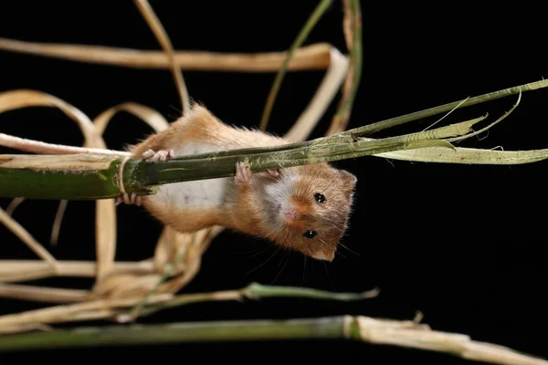 在自然栖息地捕获的采集老鼠 — 图库照片