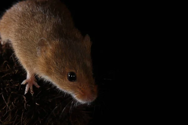 Récolte Souris Sur Plante Barbelée — Photo