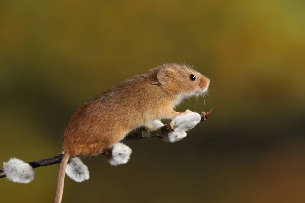 harvest mouse on the willow\'s cats branch