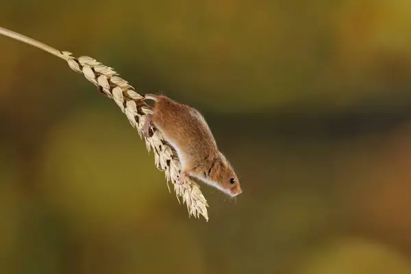 Harvest Mouse Ear Wheat — Stock Photo, Image