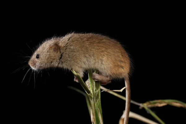 Harvest Mouse Captured Natural Habitat — Stock Photo, Image