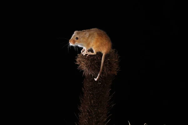 Récolte Souris Sur Plante Barbelée — Photo