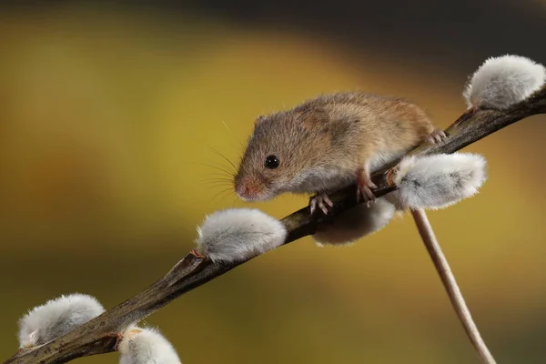 Willow Kediler Şube Hasat Fare — Stok fotoğraf