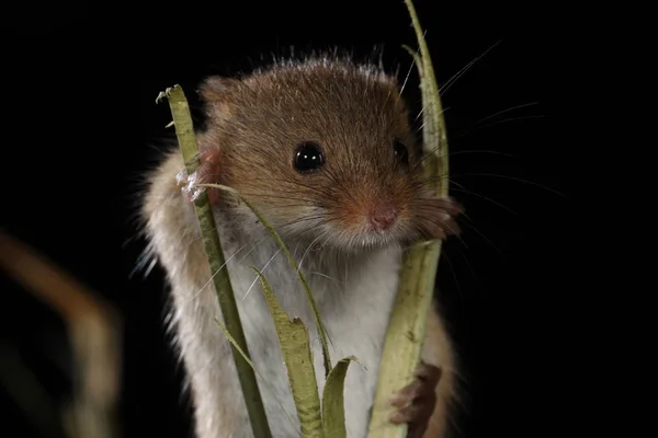 Harvest Mouse Captured Natural Habitat — Stock Photo, Image