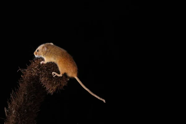 Dikenli Bitki Üzerinde Fare Hasat — Stok fotoğraf