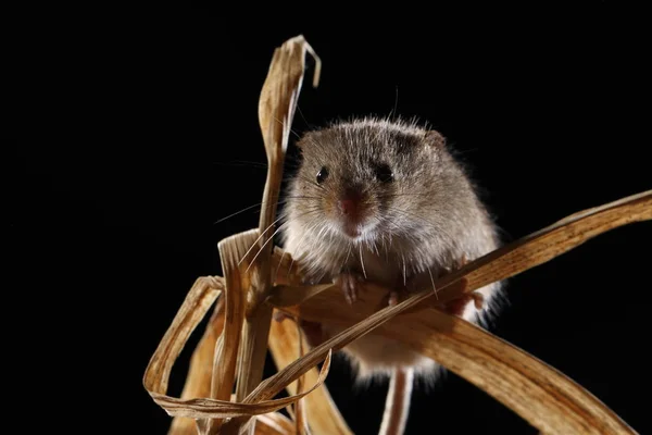 Harvest Mouse Captured Natural Habitat — Stock Photo, Image
