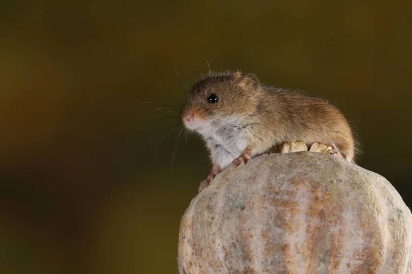 harvest mouse on the poppy head