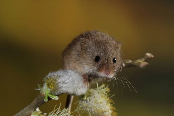 Récolte Souris Sur Branche Des Chats Saule — Photo