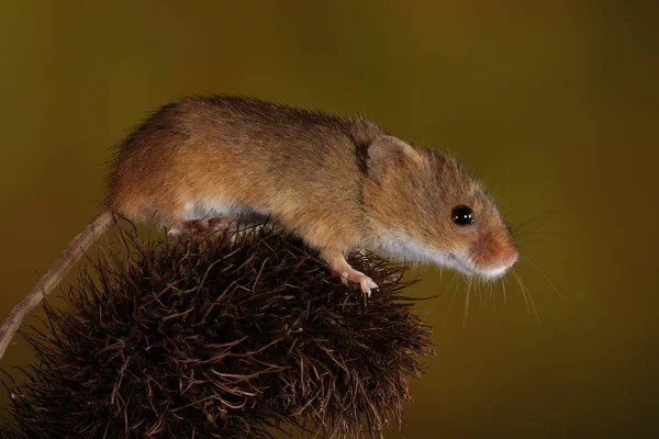Harvest Mouse Barbed Plant — Stock Photo, Image