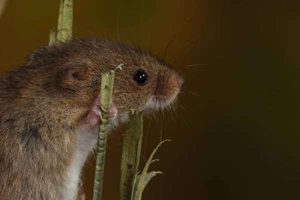 Récolte Souris Capturées Dans Habitat Naturel — Photo