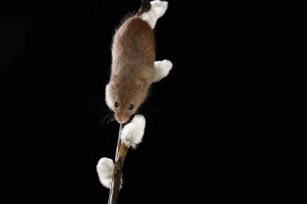 ヤナギの猫枝の収穫マウス — ストック写真